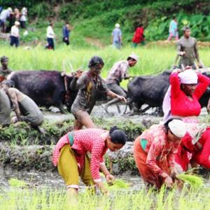  आज असार १५ गते २२ औं राष्ट्रिय धान दिवस मनाइँदै 