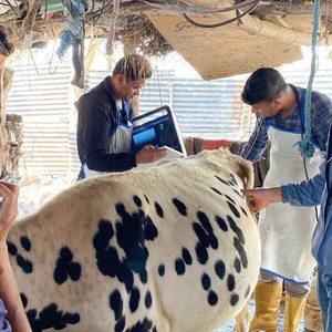 बिर्तामोड नगरले कृषकको गोठमै गएर पशु सेवा दिने 