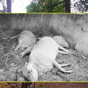 हल्दीबारीमा चट्याङ लागेर गाई, बाछी, बाख्रा र पाठीको मृत्यु