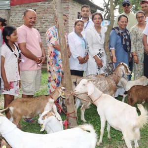 बिर्तामोड नगरद्धारा १५ जना कृषकलाई ४५ वटा बाख्रा वितरण