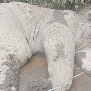 पाँच पोखरी सामुदायिक वनमा जंगली हात्ती मृत फेला 