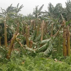 हावाहुरीले बाह्रदशीमा ५१ लाखको केरा खेतीमा क्षति 