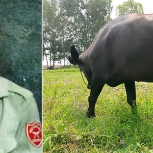 खेतमा पगाहा लगाएको भैंसी चोरी गरेर बेच्ने झापाका बनिया पक्राउ 