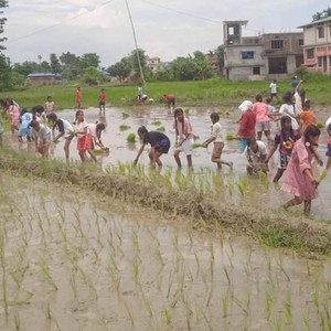 भद्रपुरका मोर्डन र सेन्ट कुजुरका विद्यार्थीले रोपे धान  