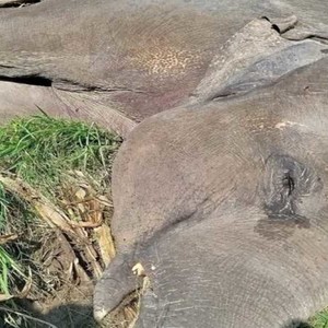 झापाको मकैबारीमा एउटा जंगली हात्ती मृत फेला