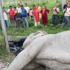 झापामा जंगली हात्तीको करेन्ट लागेर मृत्यु 
