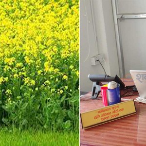   हल्दीबारीमा ९१२.७५ बिघा जग्गा तोरी खेतीका लागि योग्य  