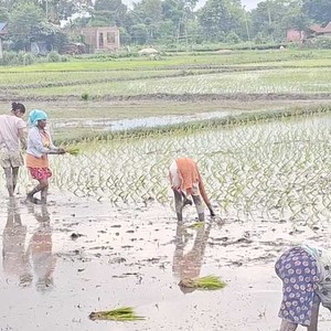 अन्य प्रदेशको तुलनामा कोशी प्रदेशमा रोपाइँ कम