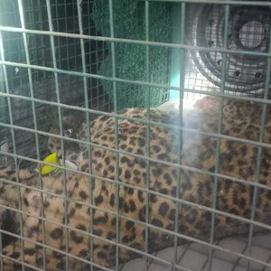 बुद्धशान्तिमा फेला परेको घाइते चितुवाको स्थानीयको कुटाईबाट मृत्यु, आक्रमणबाट एक प्रहरीसहित ४ जना घाइते