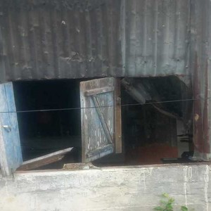 जंगली हात्तीद्धारा आदर्श टोलमा २ घरमा क्षति 