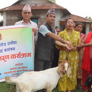 बिर्तामोड नगरका महिला समूहलाई बाख्रा वितरण 